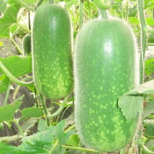 热门大瓜往期内容,那些你不知道的内幕与真相